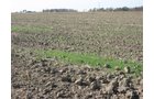Property photo 1 - 60 Acres Productive Tillable Land